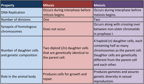 biology essay on meiosis